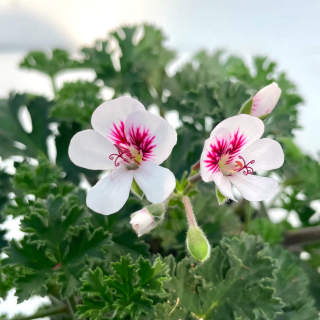 신품종랜디제라늄 1+1 세트, 2개, 랜디제라늄