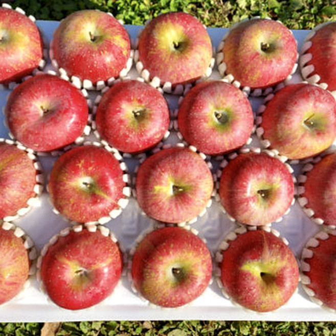 GAP 저탄소인증 꿀사과 괴산 고랭지 부사5kg, 1박스, 5kg(꼬마)25과 내외