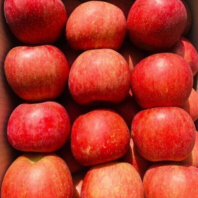 (특품 사과) 경북 얼음골 고당도 사과 선물용, 1개, 대과 5kg (정품)