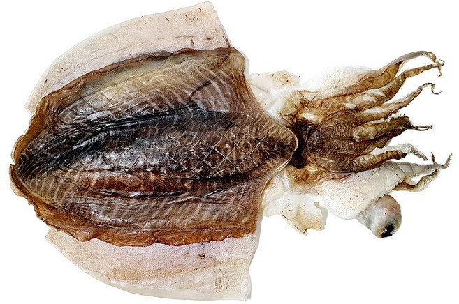 반건조 갑오징어 10마리 국내건조 (2kg-5kg) /반건 오징어 안주, 1개, 중소자 10마리(4kg~5kg)