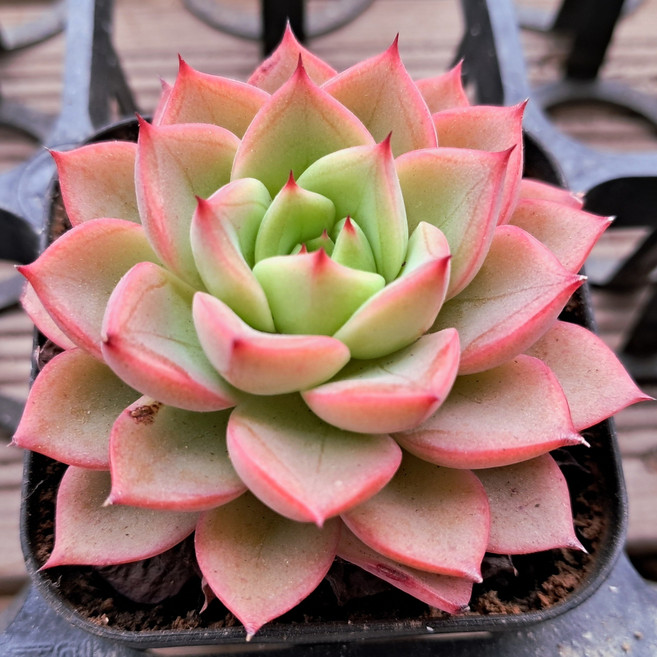 에디션- [희귀다육 모음] 예쁜다육이 미니다육이 공기정화 인테리어 선인장, 05] 아이스핑키, 1개