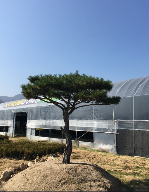 광일농원 소나무 80cm 분뜨기 2주 묶음 육송 적송 산림수 산림복구, 2개