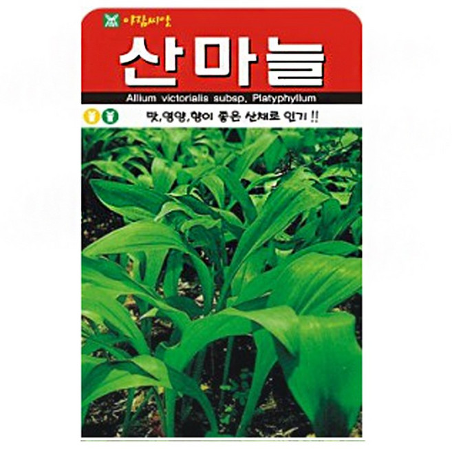 아람종묘 산마늘 씨앗 50립, 1개