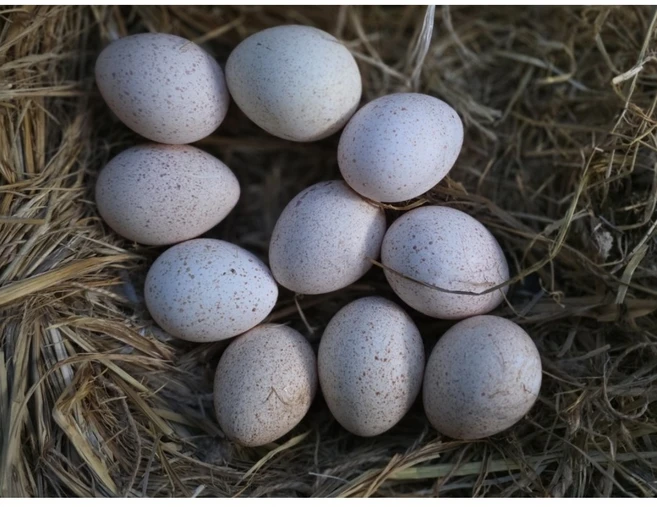 부화용 칠면조 유정란1판(10개) - 쿠팡