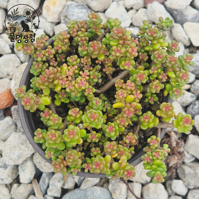 [풀멍상점] 알붐 세덤 / 노지.월동 야생/ 선별발송 분채배송/ 방수라벨 이름표포함