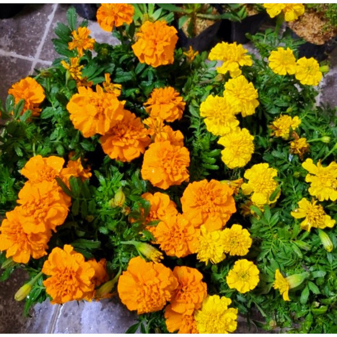 [이삽저삽] 메리골드 꽂모종(4치포트12개/한판) 노랑 주황 복화 (3종)/ 색상선택 /금송화 금잔화 메리골드모종 국화과 초화류 야생화 식용약용식물 관상용, 주황(4치포트/12개)