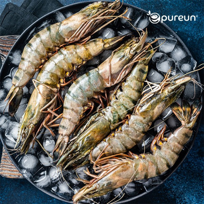 [이푸른] 블랙타이거 대왕새우 특대 1.3kg (18미), 1개