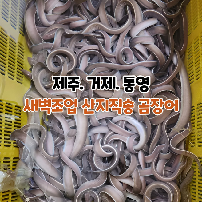 [산지직송] 국내산 자연산 남해안 새벽조업한 생물 곰장어 1kg 10~13미. 1kg 18~20미 양념소스증정 1박스, 새벽조업한 생물 곰장어 1kg 18~20미