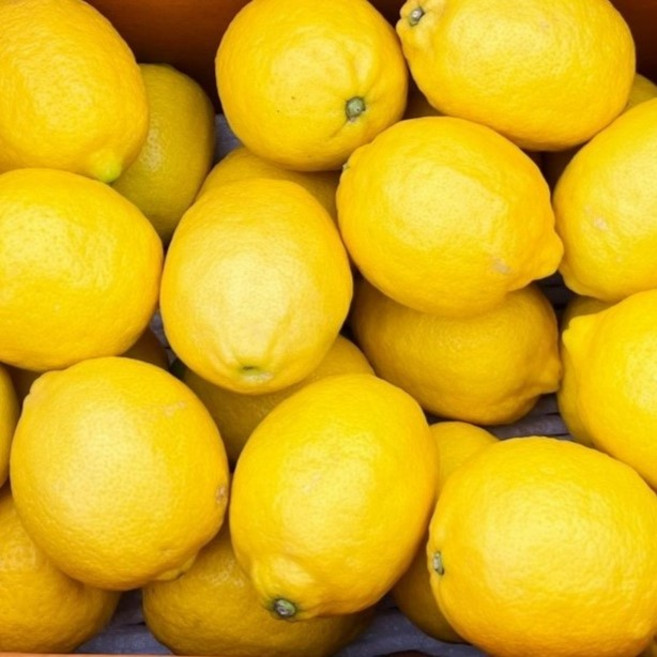 [산지직송] 국내산 청정 제주 레몬, 1박스, 제주레몬 1.5kg (상품)