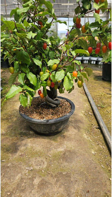 팅커벨 보리수나무분재, 1개