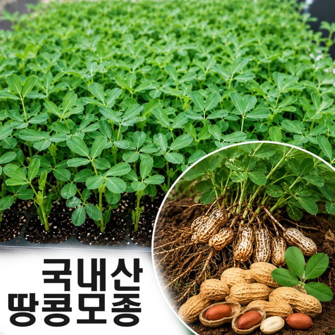 국내산 땅콩 모종 묘종, 36개
