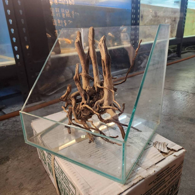 P老闆水族 玻璃生態缸 半景雨林缸 水陸缸 桌上缸 小型生態缸 魚缸 拍照缸 展示缸 小品缸 半水景缸, 1個, 1.2尺生態缸