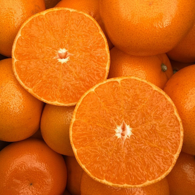 맛통령 천혜향, 1박스, 천혜향 4kg 로얄과(16-24과 내외)