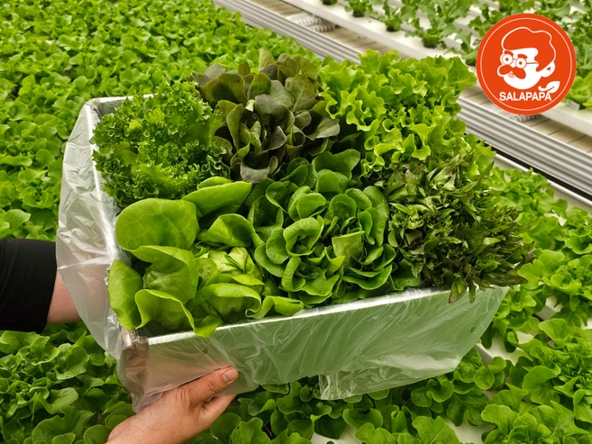 [무농약] 유러피안 샐러드 쌈 채소 야채 1kg 버터헤드 바타비아 로메인, 1박스