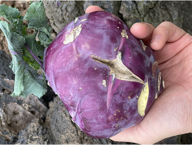 <제주빛가람> 제주산 콜라비 못생겼지만 최고로 맛나는 콜라비, 1박스, 3kg