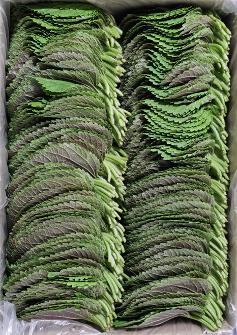 [하루채소] 깻잎 찹찹이 500g 1kg 2kg, 1개