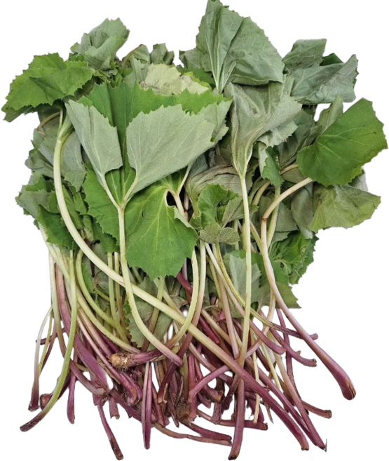 [백화점 납품] 머위순 중간 머위순 국산 머위잎 자연산 머위나물 머위잎 머위 머구 머우, 1개, 400g