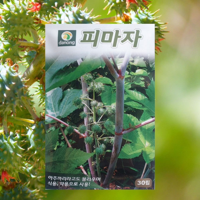 피마자씨앗 아주까리씨앗 30립 1개 약용 다농