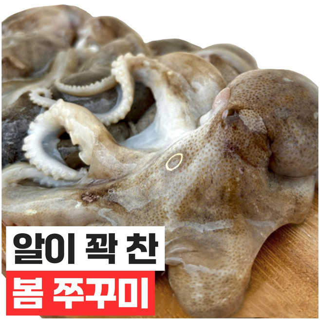 [산지직송] 새벽조업 쭈꾸미 제철 서해안 봄 활 생물 알 국내산, 1kg, 1개