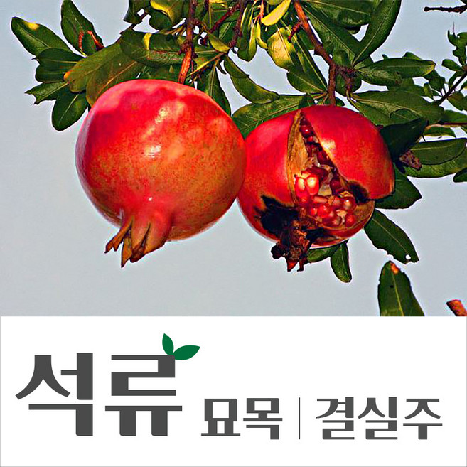 [경민농원]석류 나무 분 결실주 3~5년, R2~3점, 1개