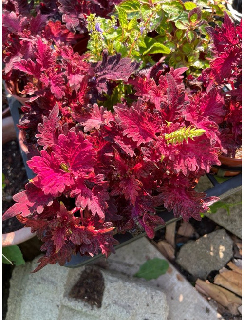 彩葉草 觀葉植栽, 1個, 三吋盆羽毛紅A