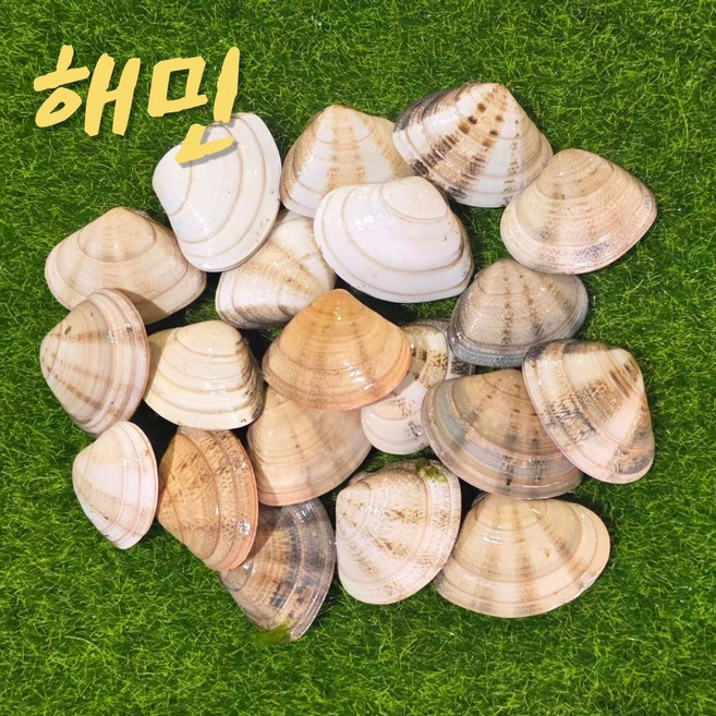 국내산 비단조개 l 경북 울진 산지직송 자연산 활조개 해감완료 조개탕 조개찜용, 1개, 1kg
