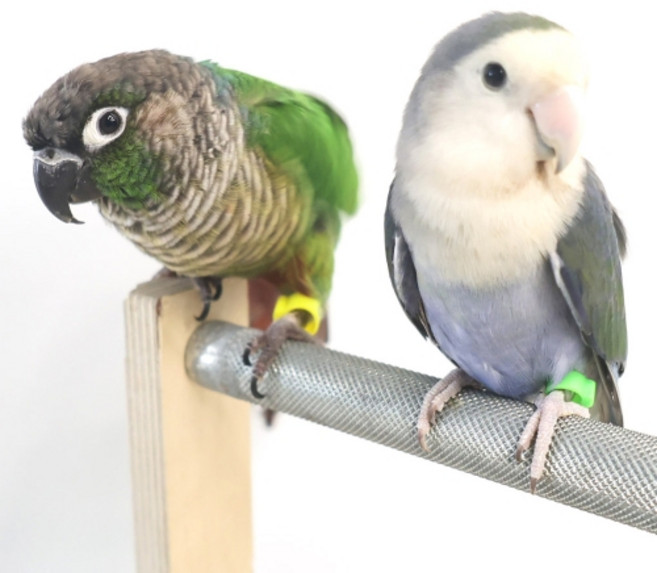 플라스틱 발목링 (7mm/9mm), 7mm