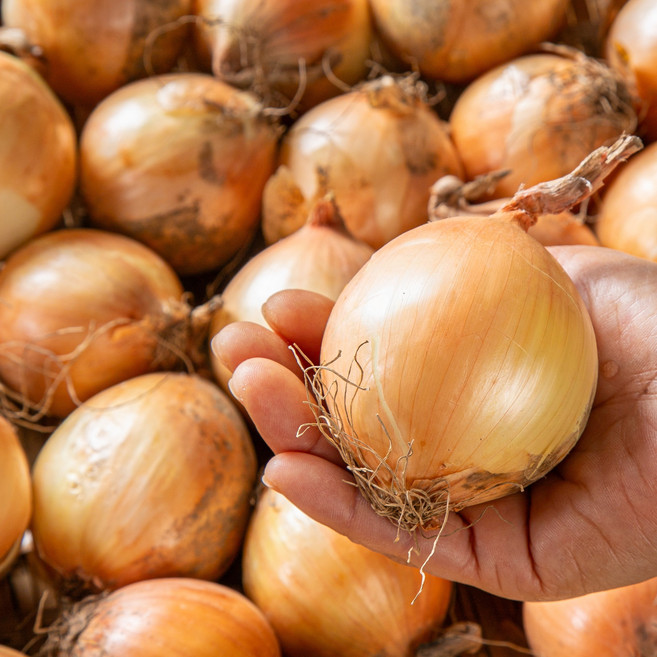 제철밥상 [무배 특가] 국내산 햇 양파 10kg, 1박스, 국내산 햇 양파 (왕특) 10kg
