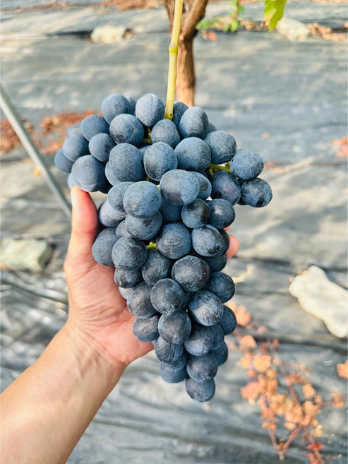 검은 진주 신품종 국산포도 블랙펄, 1박스, 2kg(3~5수)