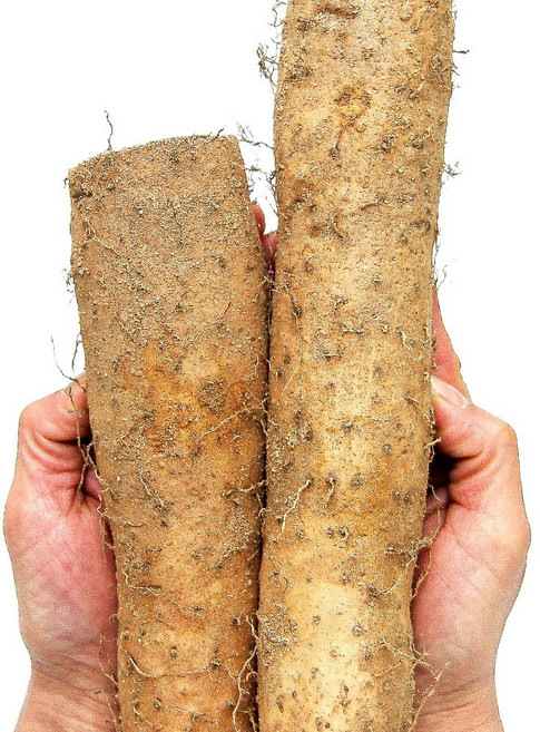 푸레아 국내산 특품 마 1kg 참마 장마 산마 가락시장 당일새벽경매, 참마 1kg