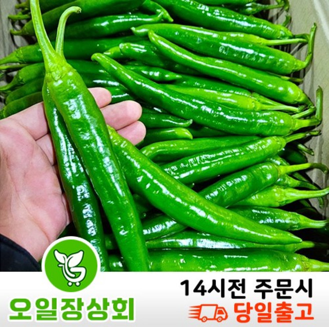 ( 오 일 장 상 회 ) 국내산 오이고추 아삭이고추 오이맛고추 <특등급> 1kg 2kg 10kg, 1개, 1kg내외