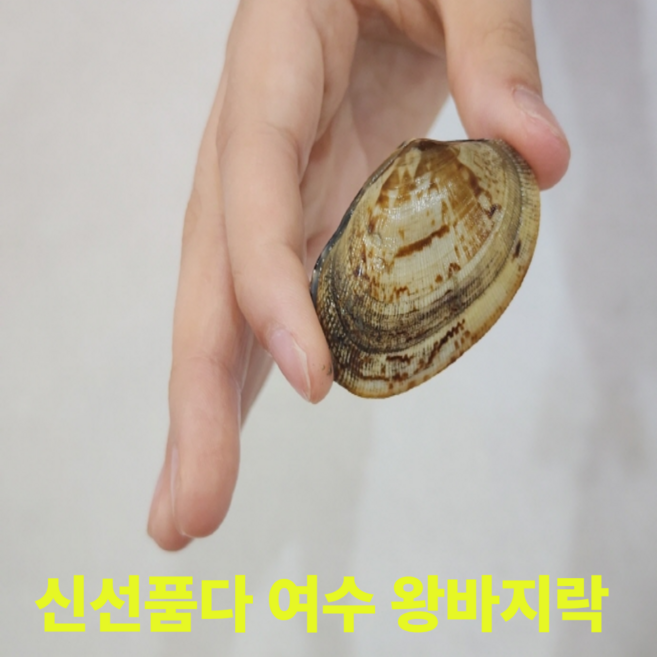 신선품다 바지락 여수 활바지락 생물 왕바지락 당일조업 산지직송, 1박스, 1kg(60미 내외)