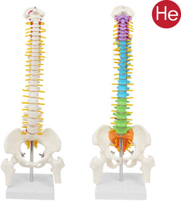 HE 척추모형 요추 경추 모형 45cm 기본타입 컬러타입 대퇴골 병원용 한의원용 천골, 척추모형 45cm 컬러타입