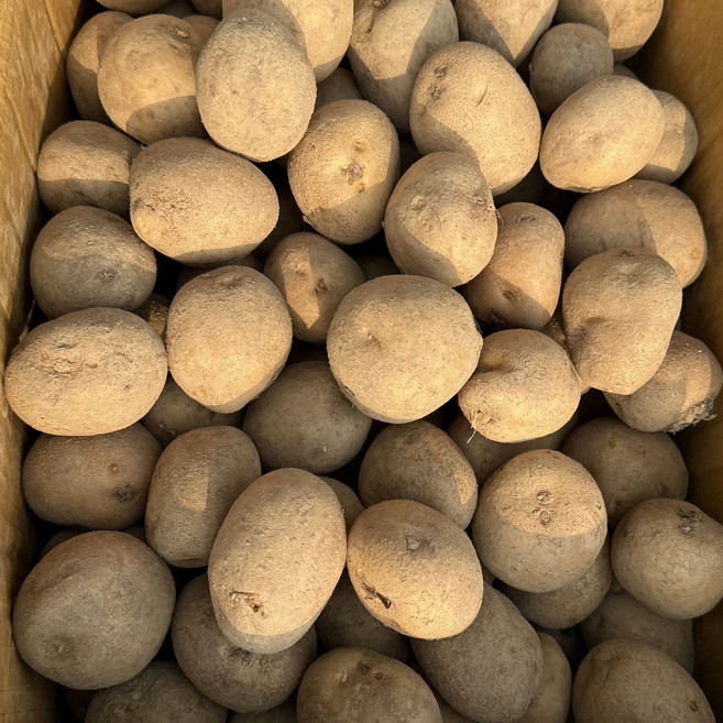 [초특가]농진사 감자 조림용 업소용 국내산 못난이, 1박스, 20kg (재주문1위)