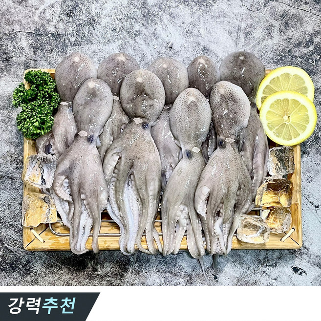 국내산 활 쭈꾸미 산지직송 제철 알주꾸미, 1개, 1KG(7-12미)