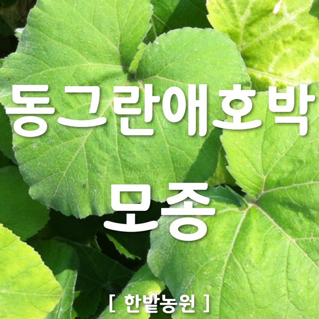 채소 모종 ~ 각종 묘종. 베란다 텃밭 세트 공기정화식물 허브 씨앗 채소모종 ~, H049 동그란애호박 모종 1개