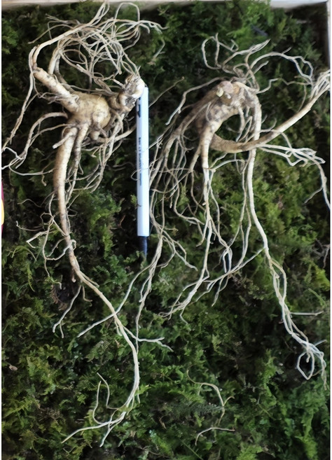 600고지가 넘는 깊은 산속에서 키운 15년근 야생방치삼 산양산삼, 2개, 10g