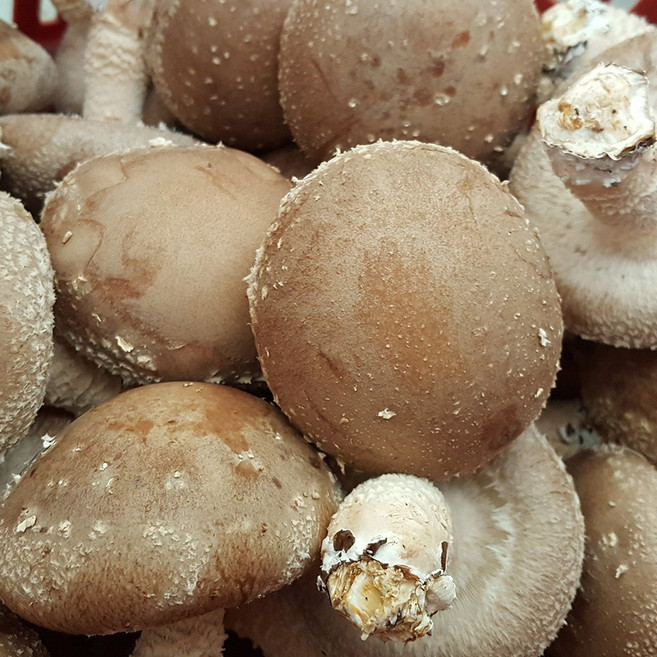 김천 무농약 생 표고버섯 1kg, 1kg 표고버섯 (중), 1개