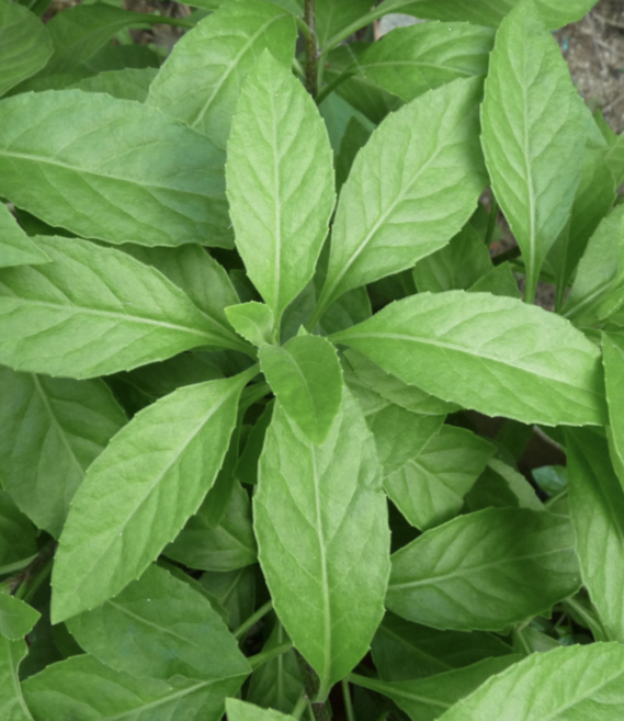 [품질보장] 명월초 당뇨초 삼붕초 모종 산지직송, 1개