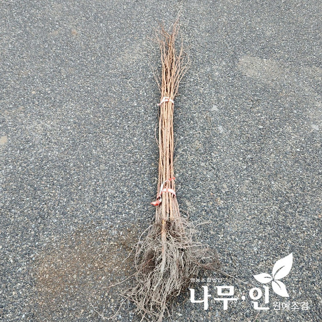 [나무인] 메타세콰이어묘목 키1.2미터 2개