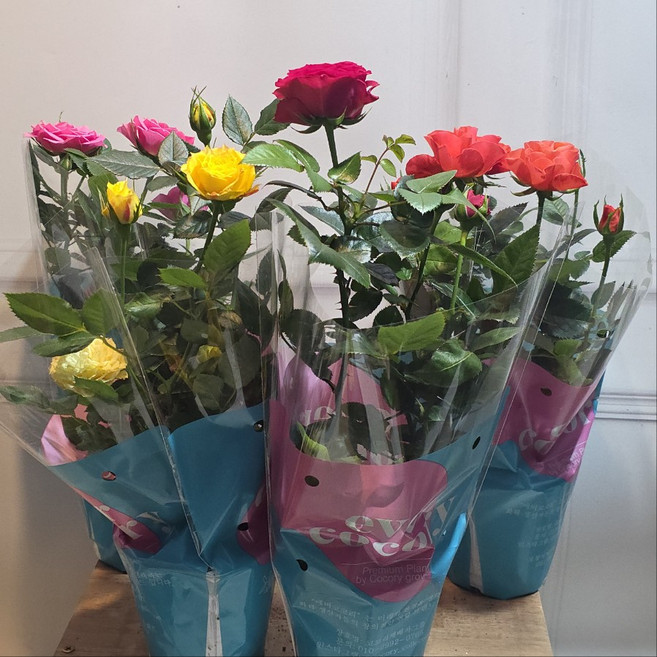 미니장미 포트장미 월동장미 사계장미 건돌이, 2개, 기본