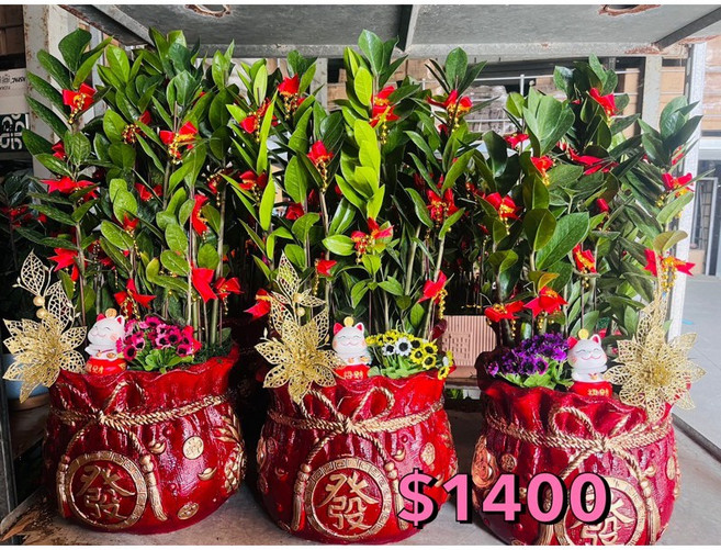 霏霏園藝金錢樹組合盆栽:招財進寶 送禮自用兩相宜 輕鬆妝點居家空間, 2400傳車送才不會被