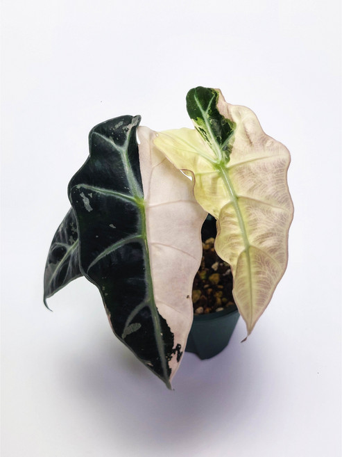 거북 알로카시아 아마조니카 화이트핑크 바리에가타 Alocasia Polly WhitePink Var, 거북 바리에가타