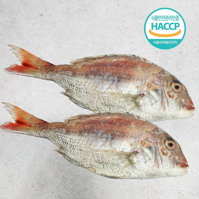 국내산 자연산 반건조 참돔 제수용 대 400g+400g, 2개