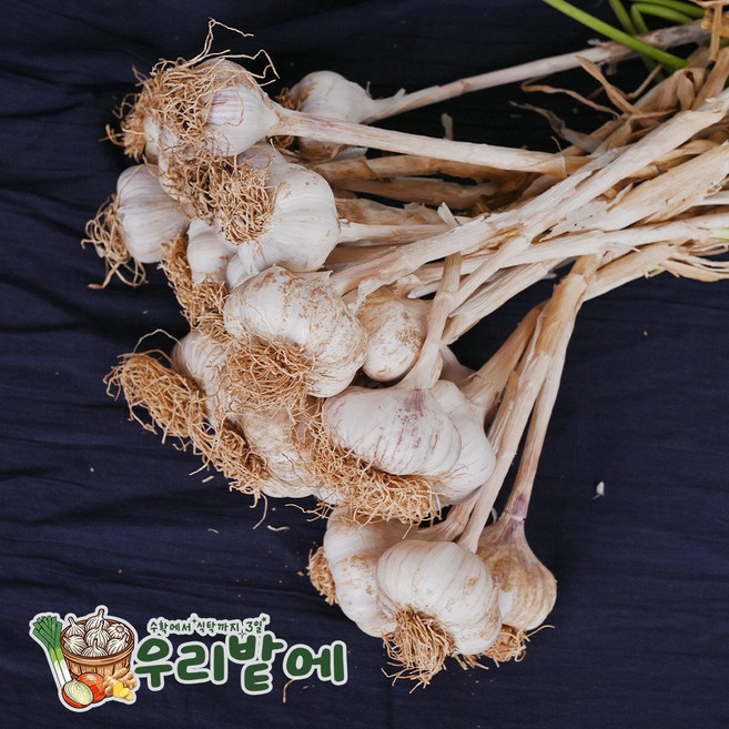 서산 햇마늘 2026년 수확 건조 황토마늘 소 50개 반접 밭마늘 농가직송 흑마늘 생식마늘, 21g
