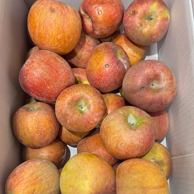 (용이다팜) 초특가 못난이 흠집사과 혼합과 / 직접선별, 1개, 10kg (혼합)