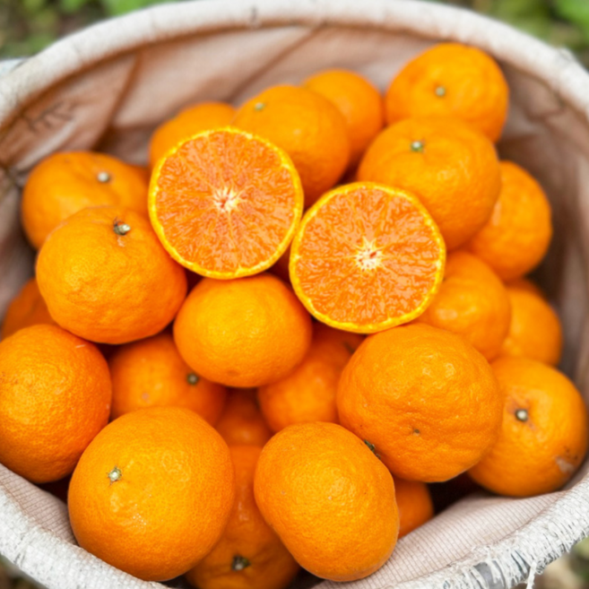 [당도보장] 초고당도 환타향 제주도 카라향, 1박스, 5kg