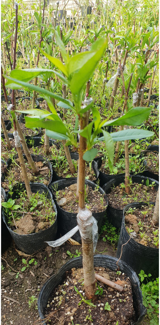 납작복숭아 유럽식 납작 거반도묘목 연중식재가능, 1개, 가정용 1kg