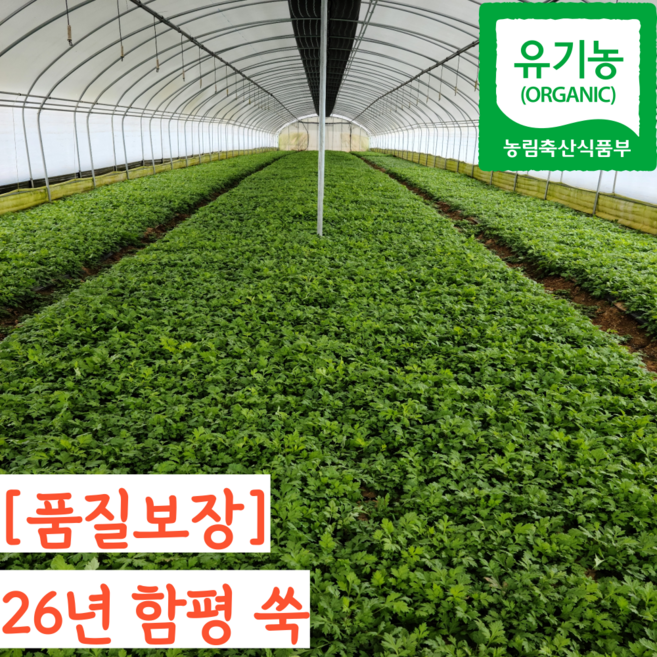26년 함평 유기농 생 햇 쑥, 1개, 500g