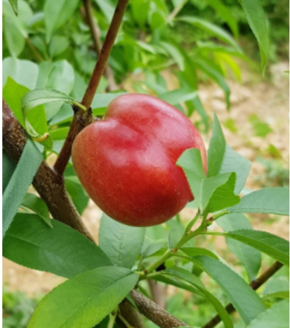 나무1번지- 신비 복숭아 2년생 특묘, 1개, 신비복숭아  특묘